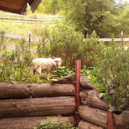 Domek Pod Zielonym Lasem Zakopane Exterior photo